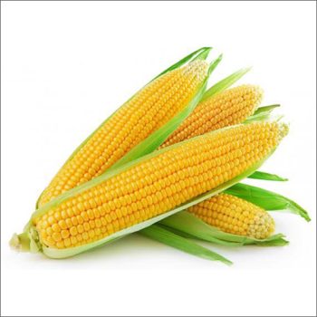 -Maize-Corn