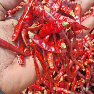 S17(Teja) – Stem Cut