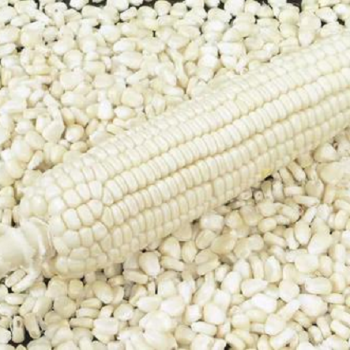 white-maize1